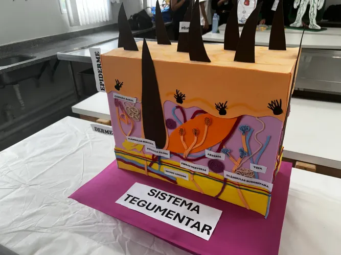 Vende-se maquete do sistema tegumentar 