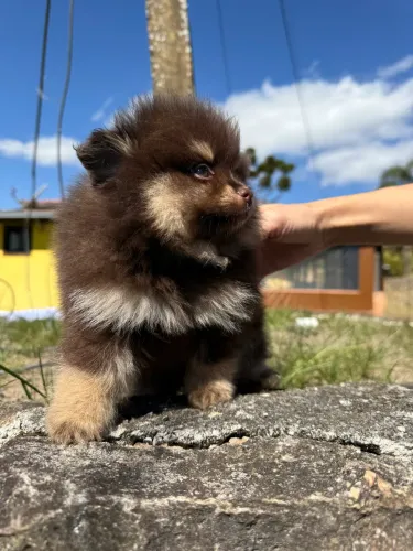Spitz alemão - Lulu da Pomerânia