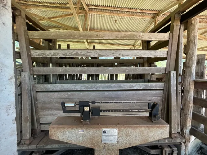 Mangueira Curral para gado