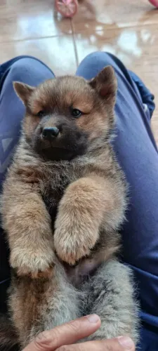 Vendo filhotes de Akita com Chow Chow ,uma mistura maravilhosa