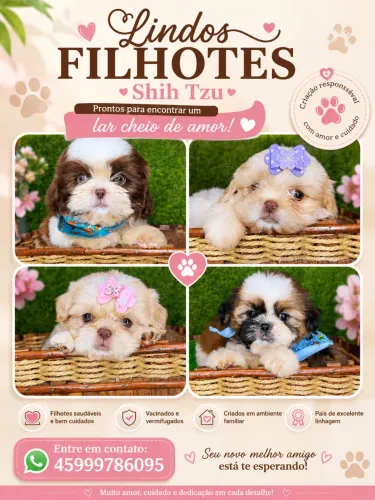 Shih tzu mini