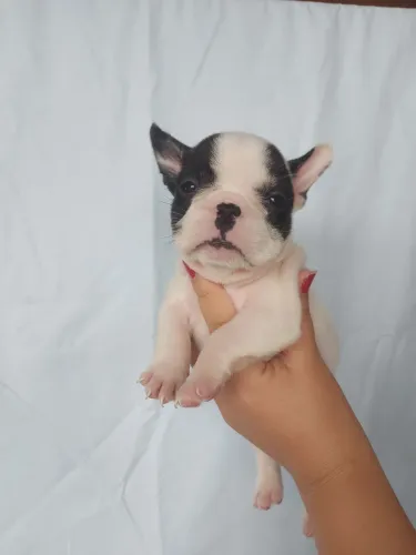 Buldogue francês micro 