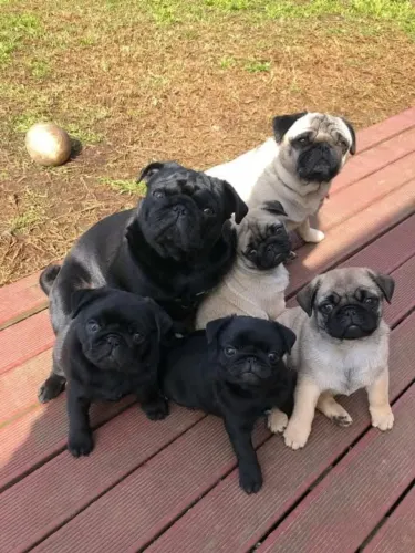 Filhotinhos pug de ótima genética e temperamento dócil