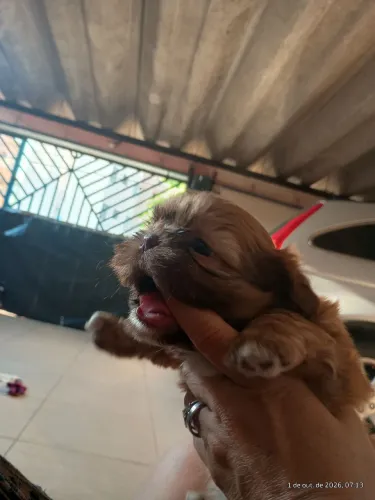 Shih tzu com 45 dia 2 garoto.