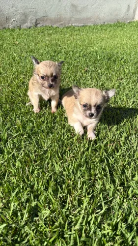 LINDO CASAL DE CHIHUAHUA filhotes