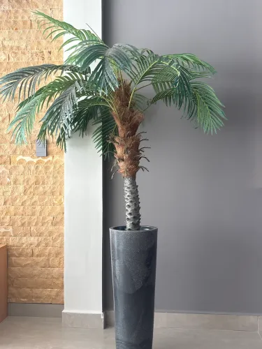 Coqueiro decorarivo