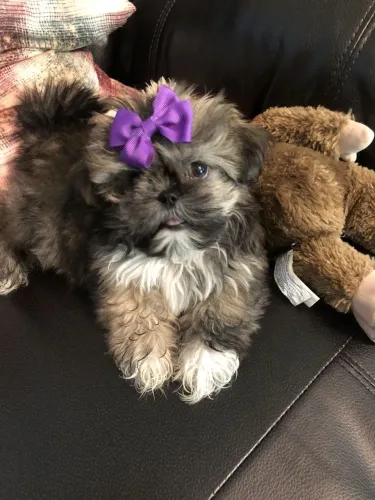 Novo amor em 4 patas lhasa Apso fêmea dourada
