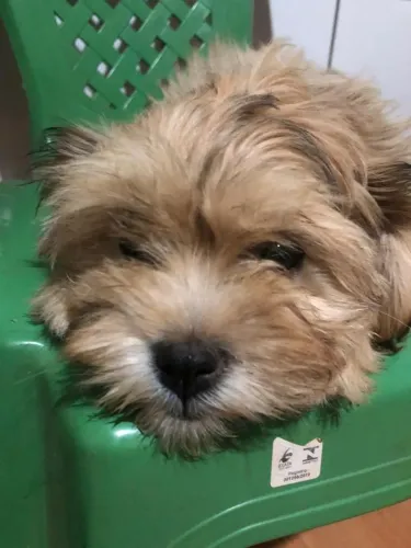 Vendo shitizu fêmea 3 meses vacinado vermifugado, 800 reais nome Luna