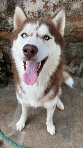 Filhote Husky Siberiano