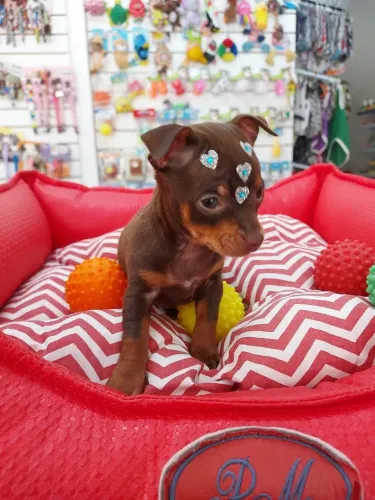 Pinscher miniatura chocolate 