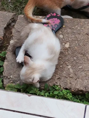 Gatos
