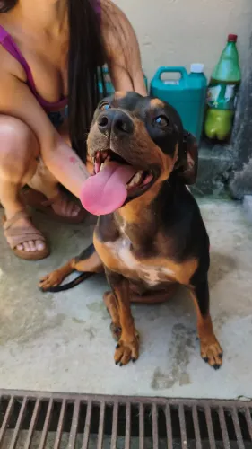 Para adoção aproximadamente 1 ano e meio uma princesa