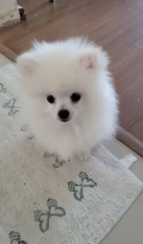 Filhote spitz Alemão 
