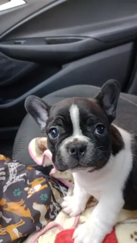 Bulldog Francês : Machos e Fêmeas bem pequenos