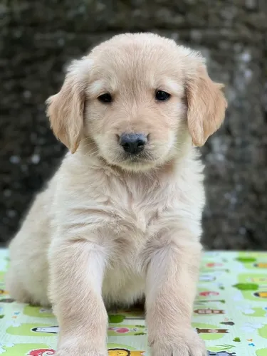 Golden Retriever - alto padrão disponível