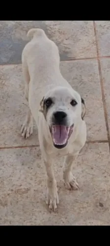 Doação cachorro filhote de 5 meses macho