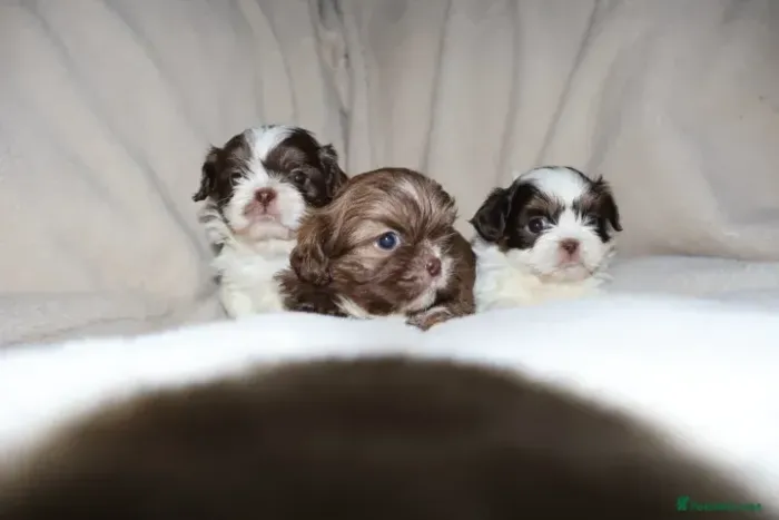 Cachorro Macho e Fêmea com Pedigree Shih tzu/shitzu São Paulo