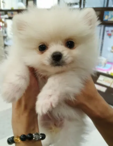Cachorro Lulu da Pomerania disponível hoje muito docil.