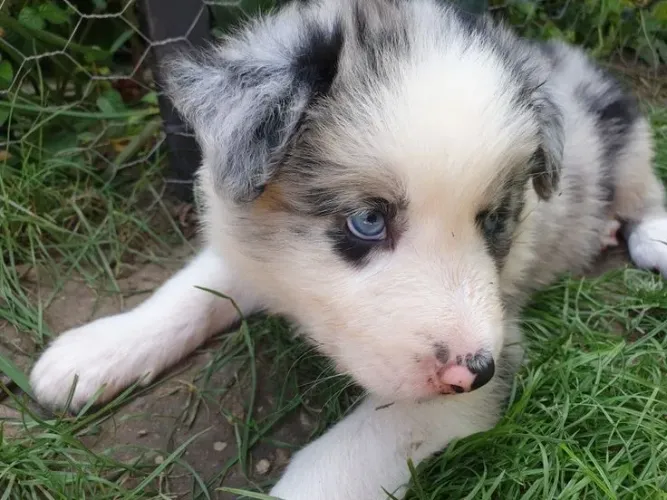 Border Collie - Um Presente Que Vai Encantar Desde O Primeiro Instante