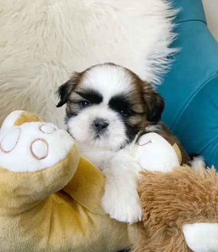 Corra e garanta seu bebê shihtzu com kit filhote