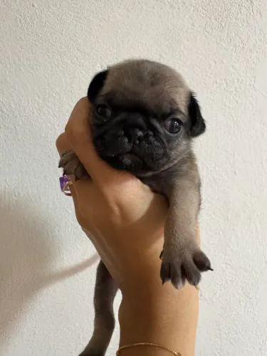 Filhotes de pug