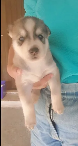 Cachorro husky doação 