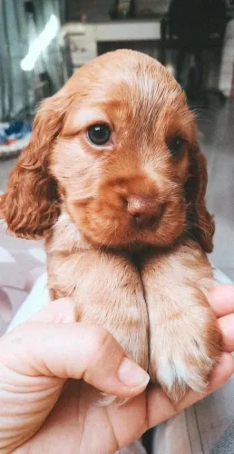 Cocker Spaniel Inglês Um amigo que sempre volta