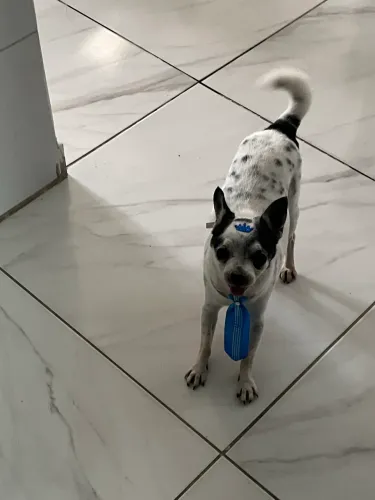 Chihuahua cachorro quero namorar