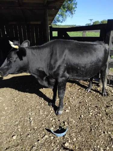 Vaca mestiça 
