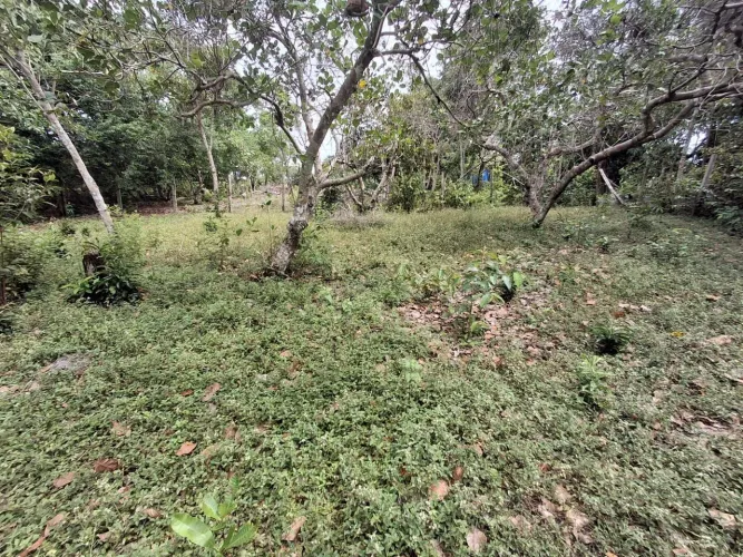VENDO TERRENO NA COMUNIDADE DO ABELHA
