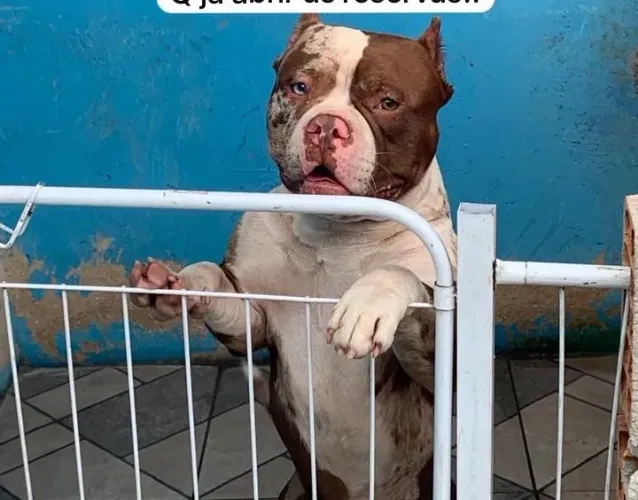 American bully tri choco merle 