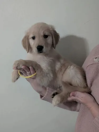 DOAÇÃO GOLDEN RETRIEVER 