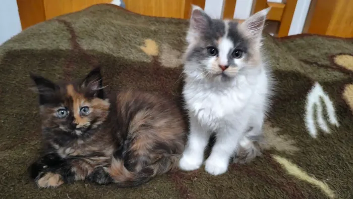 Maine coon