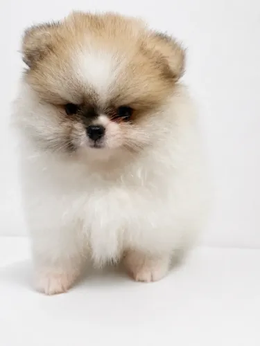 2 filhotes de spitz alemão machos com pedigree