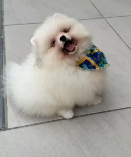*Spitz Alemão Anão (Lulu da Pomerânia)