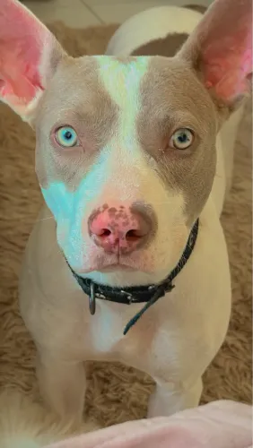 Doação d e pitbull fêmea para adoção responsável 