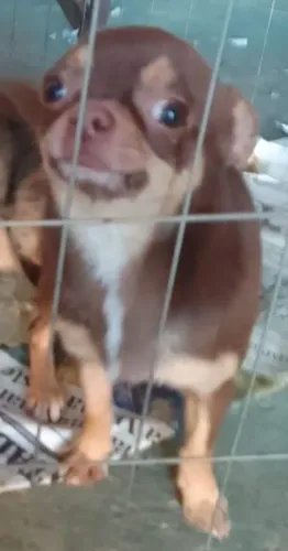 Chihuahua Macho De Alto Padrão Russo Adulto Da Cor Chocotan com 1 Ano