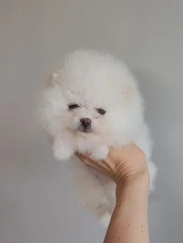 Vendo lindos filhotes de lulu Spitz alemão branco