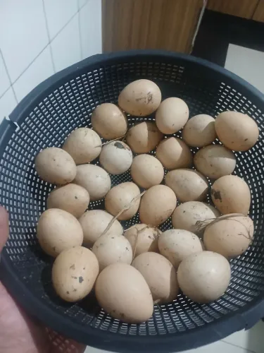 Ovos de angola 