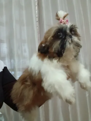 Shih tzu femea micro imune