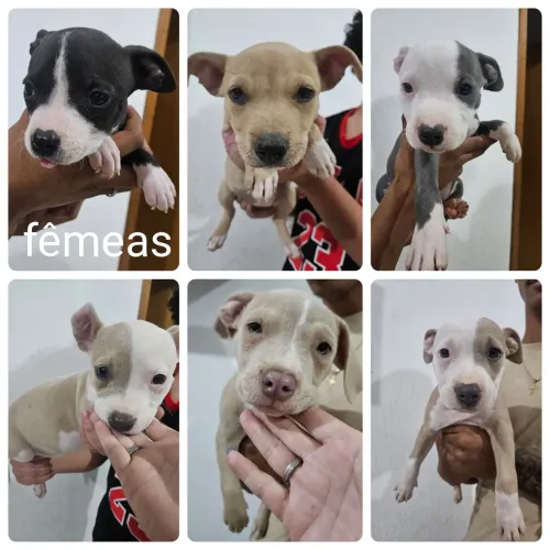 Vende-se filhotes de pitbull ( American staffordshire terrier )