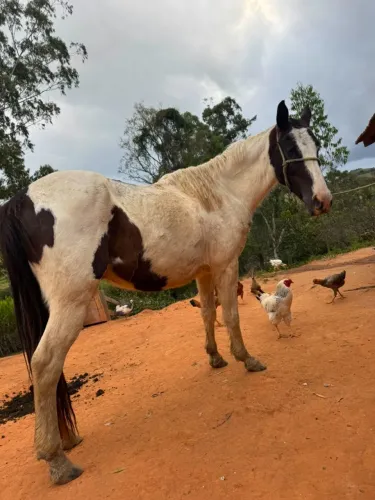 cavalo (pampa) 