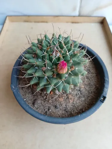 Cacto Mammillaria