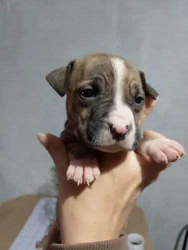 Pitbull