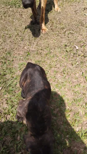Filhotes de Fila Brasileiro