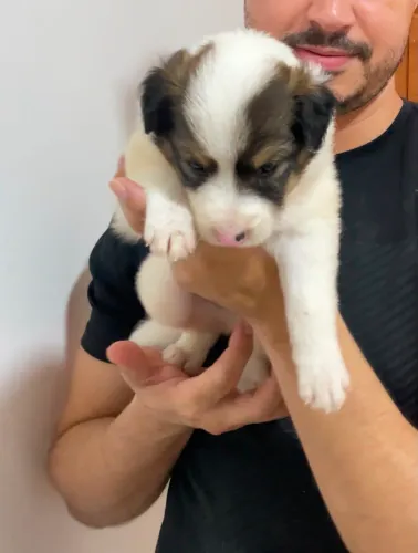 Filhotes Bordie Collie 