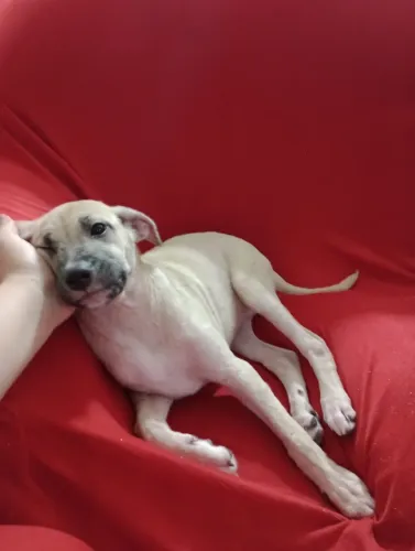 cachorros para adoção