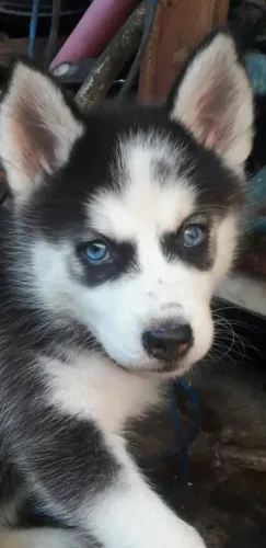 Husky siberiano filhote