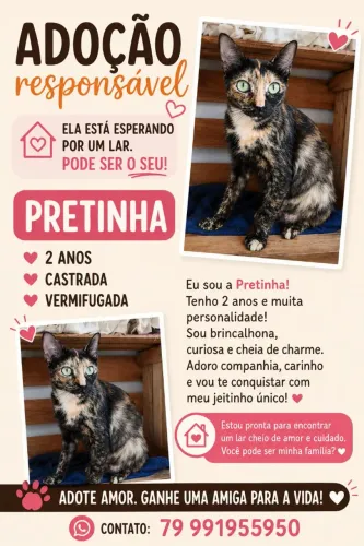 Gata pra adoção responsável