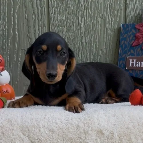 Dachshund/ A pronta entrega